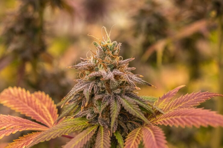 Discover the Most Popular Weed Strains in Toronto